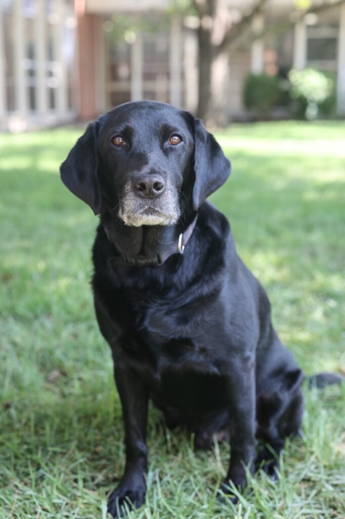 Black dog sitting on grass outdoors at Horizon Academy.